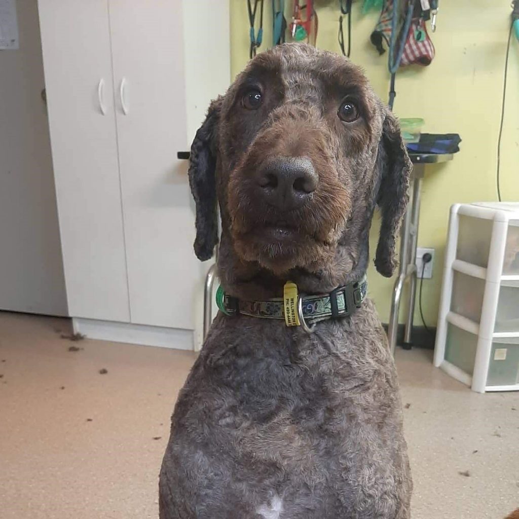 The Barking Lot Wellington's Central Doggie Daycare and Grooming