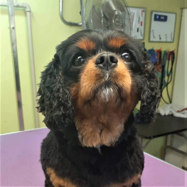 The Barking Lot Wellington's Central Doggie Daycare and Grooming