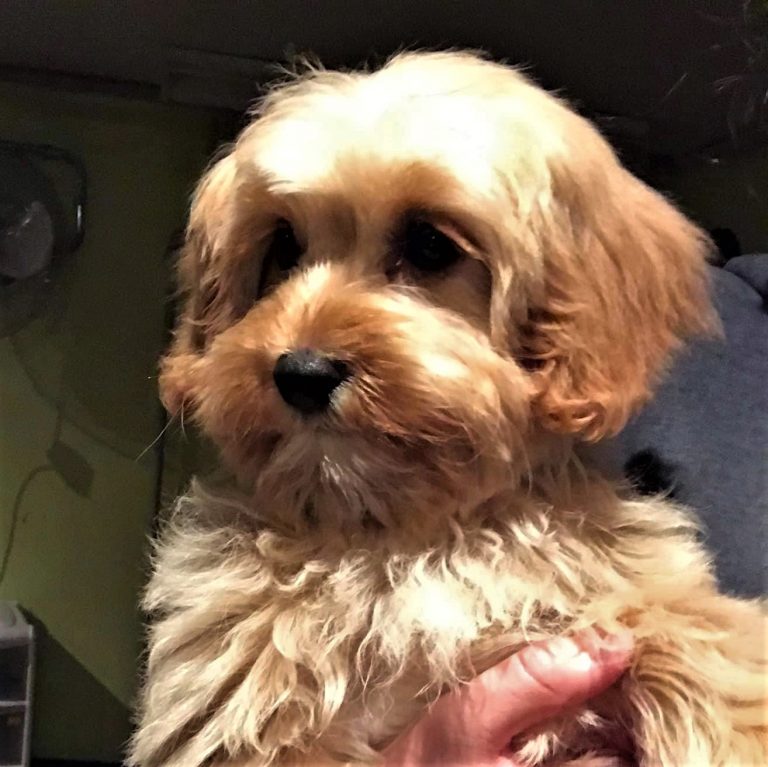 The Barking Lot Wellington's Central Doggie Daycare and Grooming